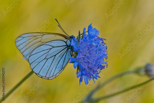 Papier peint A black-veined white butterfly sits on a blue flower