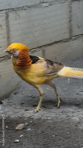 The Beauty and Elegance of Pheasant Birds