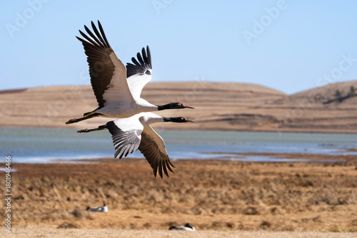 Bild auf Leinwand Black-necked Cranes in Winter at Dashanbao Wetland, Yunnan, China