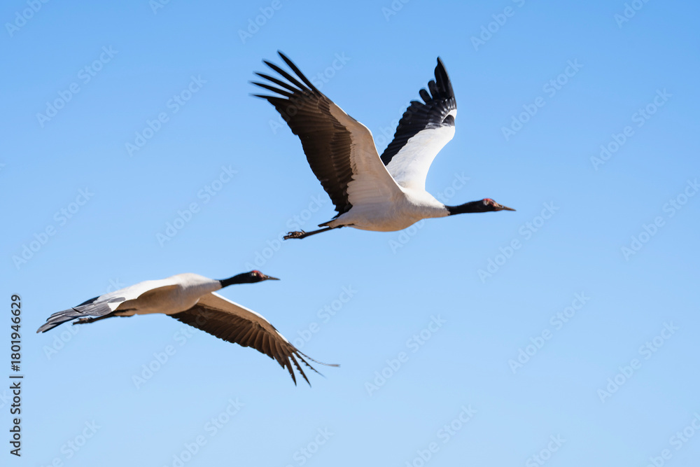 Fototapeta premium Black-necked Cranes in Winter at Dashanbao Wetland, Yunnan, China
