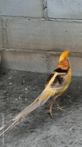 The Beauty and Elegance of Pheasant Birds