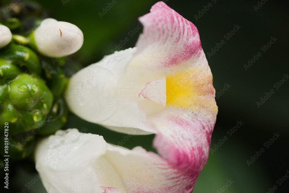 Fototapeta premium Plant list 2025 - Costus afer (African Spiral Ginger)