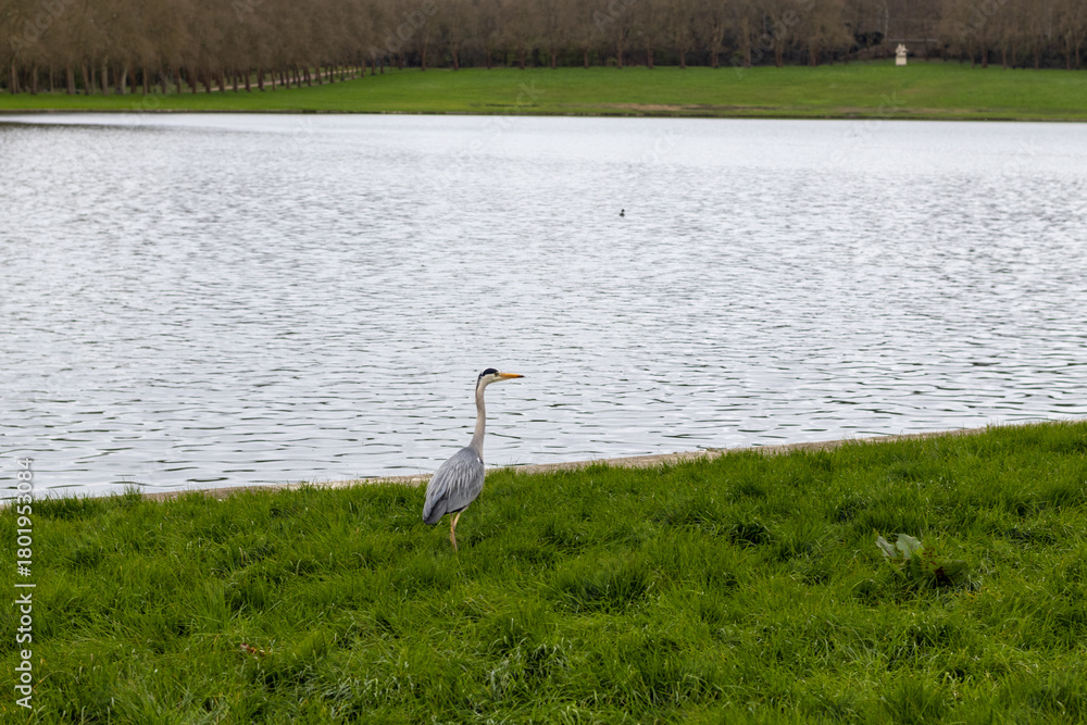 Fototapeta premium great blue heron