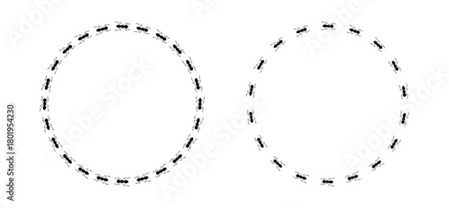 Ant frame of two circular trails, teamwork showing ants marching in a circle
