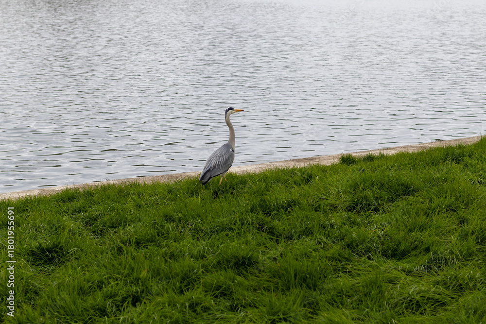 Fototapeta premium great blue heron
