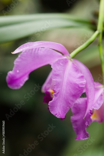 Plant list 2025 - Cattleya eldorado (Eldorado Cattleya)