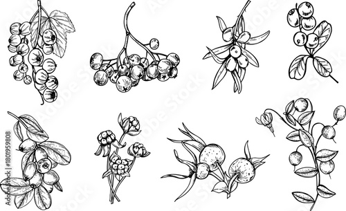 Forest berries clip art vector isolated illustration painted by black inks. Wild red currant, rowan, cranberry, sea buckthorn, cloudberry and rosehip set etching drawing. for organic food packaging