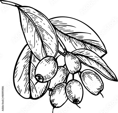 Monochrome blueberry branch with ripe berry bunch and leaves vector isolated illustration painted by black inks. Hand drawn berries on twig realistic sketch for harvest design, horticultural guides
