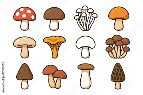 Assorted colorful mushrooms: variety of edible fungi illustrations.