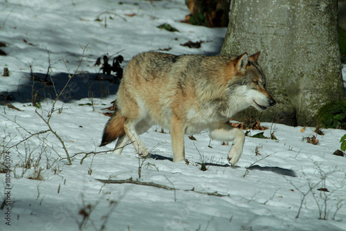 Eurasische Wolf (Canis lupus lupus) im Schnee