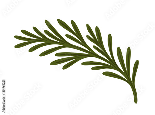 Rosemary branch. Vector isolated illustration
