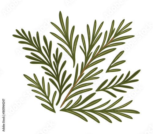 Rosemary branches. Vector isolated illustration