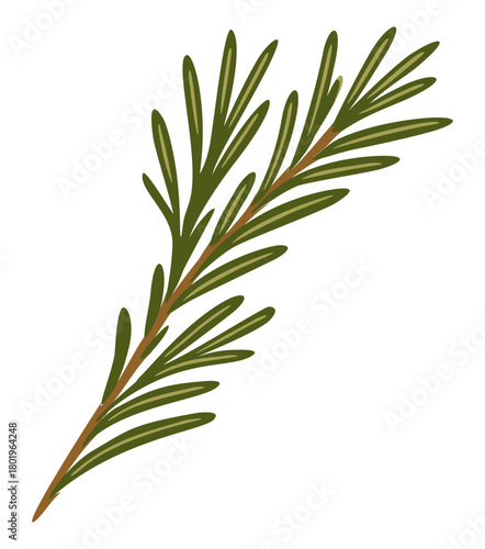 Rosemary branch. Vector isolated illustration