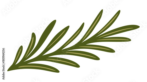 Rosemary branch. Vector isolated illustration