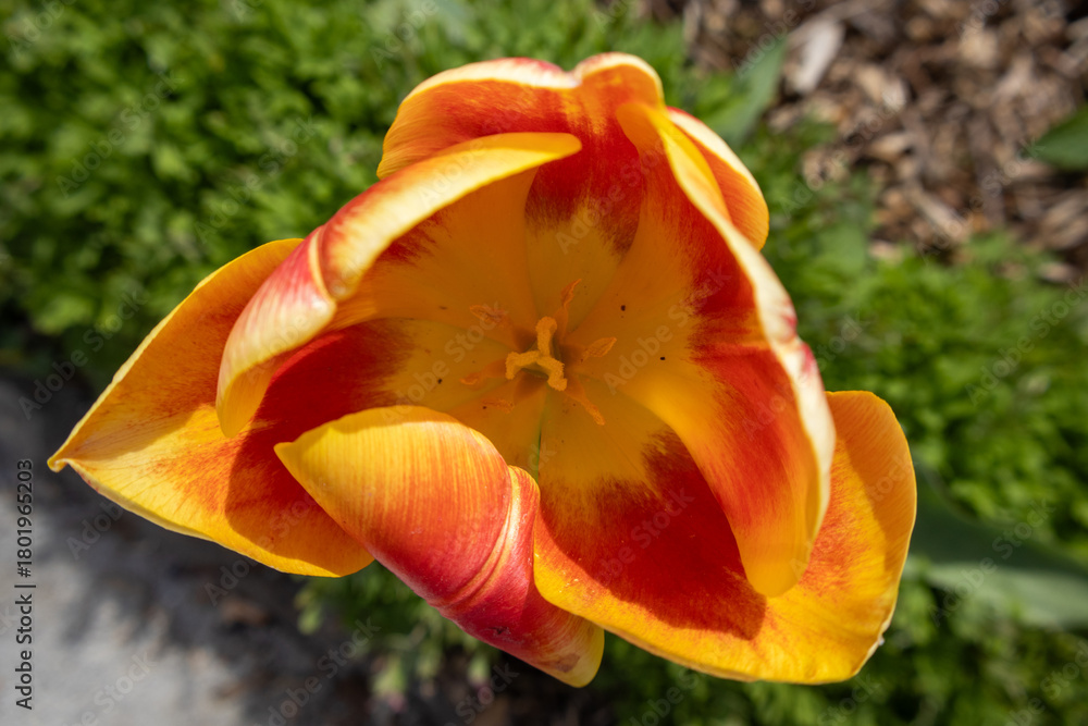 Fototapeta premium yellow tulip in the garden