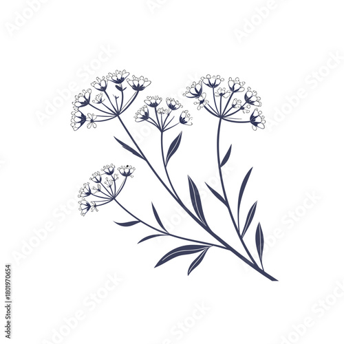  an illustration of white allium flowers