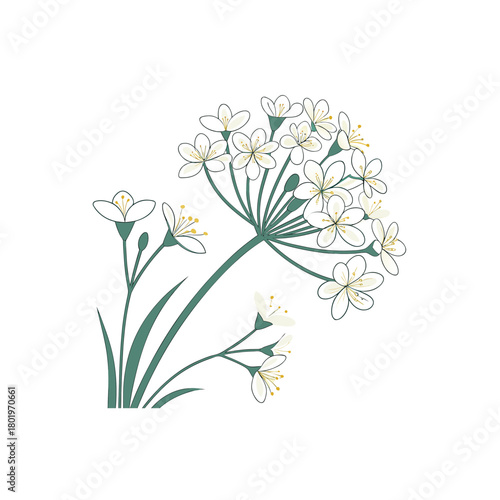 vector art of blooming allium flowers and buds, an illustration of white allium flowers