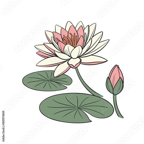 water lily flower vector illustration on white