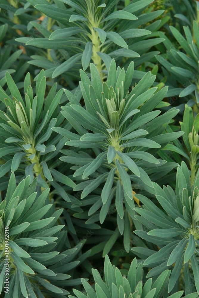Obraz premium Plant list 2025 - Euphorbia characias (Mediterranean spurge)
