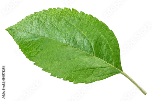 Apple leaves isolated on transparent background. Leaves Apple PNG