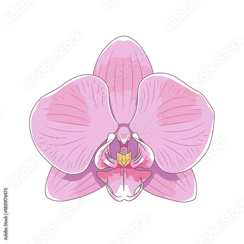 Delicate Pink Orchid Flower Close Up Isolated on White for Elegant Floral Themes