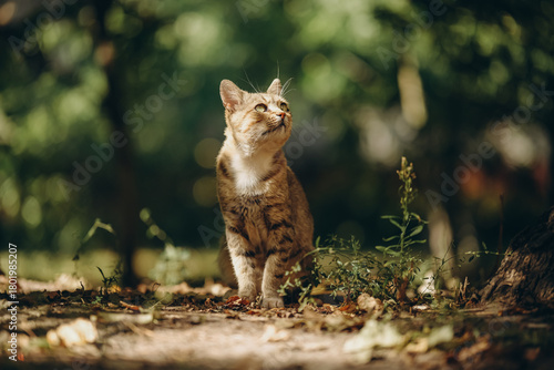 A yard cat walks by itself near the house in the summer.