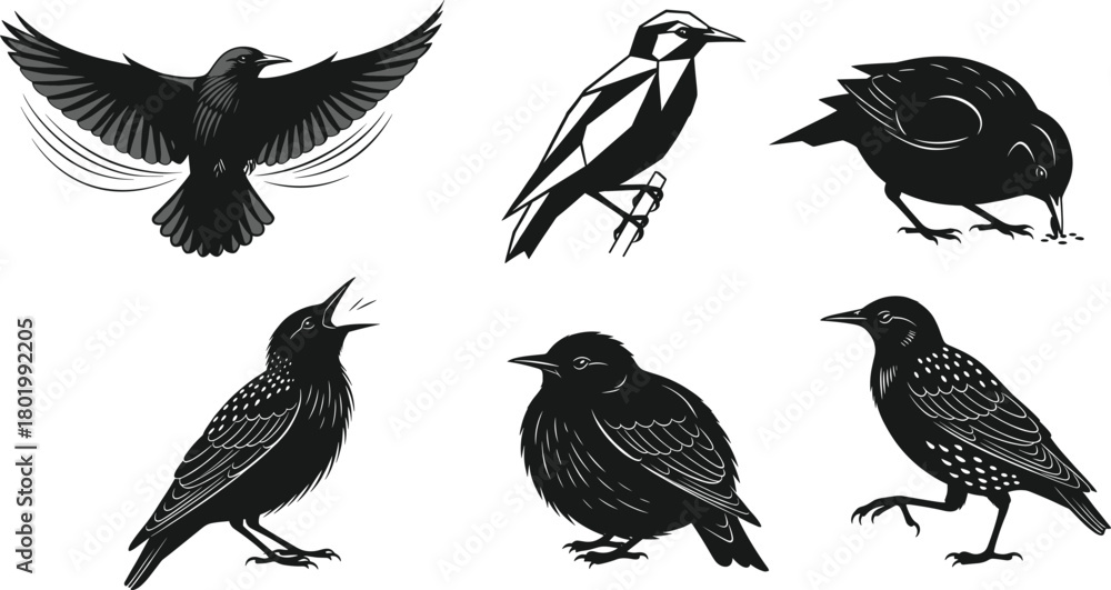 Obraz premium Black starling bird illustration set featuring geometric, detailed, and dynamic poses, diverse vector designs for wildlife art, nature graphics, creative projects, and decorative elements