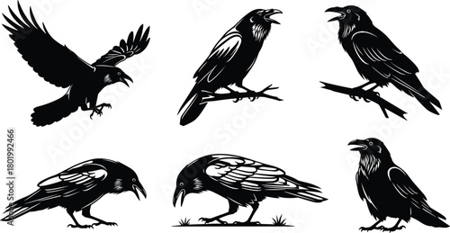 Detailed crow silhouette vector illustration set featuring flying, perched, calling, and feeding poses, high-quality wildlife artwork for nature design, creative projects, and decorative elements