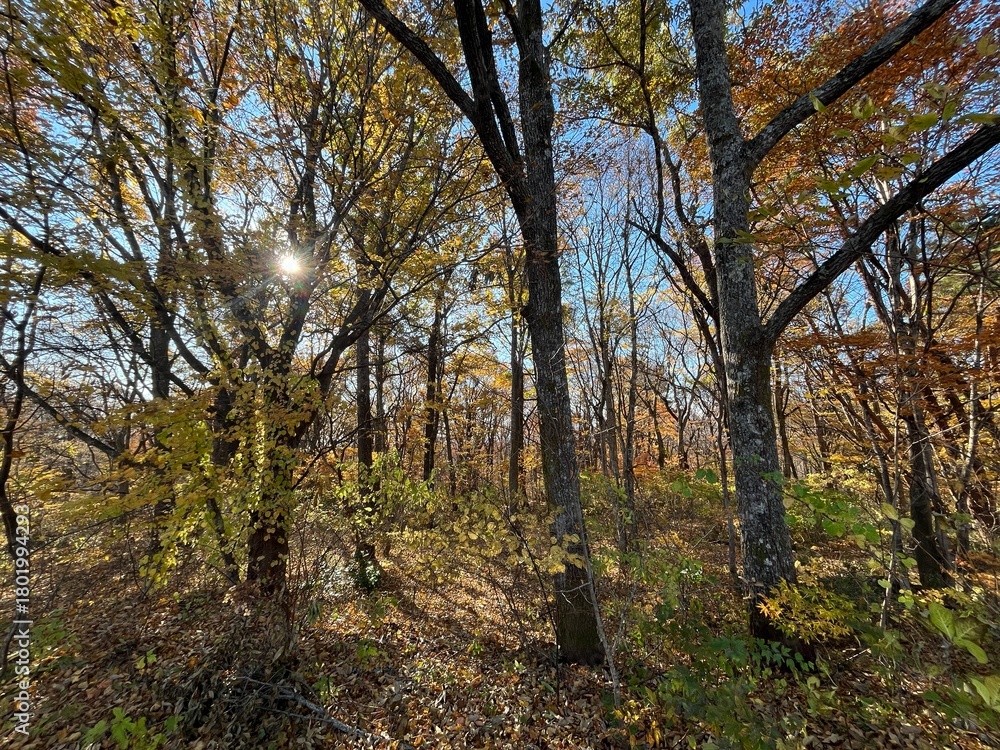 Fototapeta premium 晩秋の泉ヶ岳中腹で、ナラやカエデが鮮やかに紅葉した落葉広葉樹林の景色。