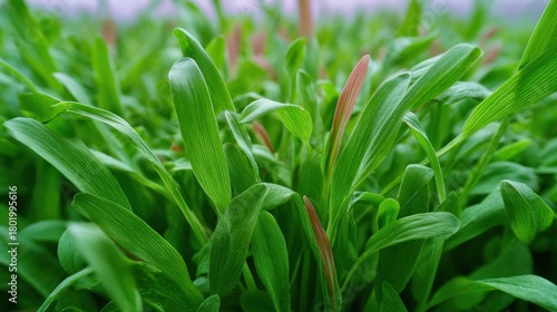 Close-up of a group of green leaves. the leaves are long and slender, with a pointed tip at the top. they are arranged in a cluster, with some overlapping each other.