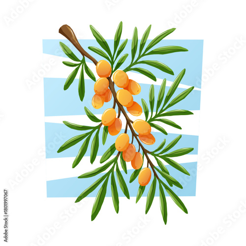 Bright orange sea buckthorn berries on a long green branch. Nature vivid vector cartoon illustration on a light blue background.