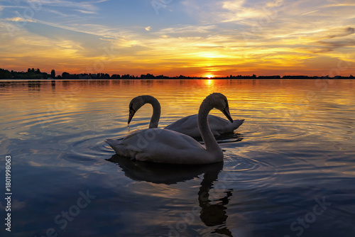 Fototapeta Naklejka Na Ścianę i Meble -  Two graceful swans pose during a colorful sunset over lake Zoetermeerse Plas, Netherlands