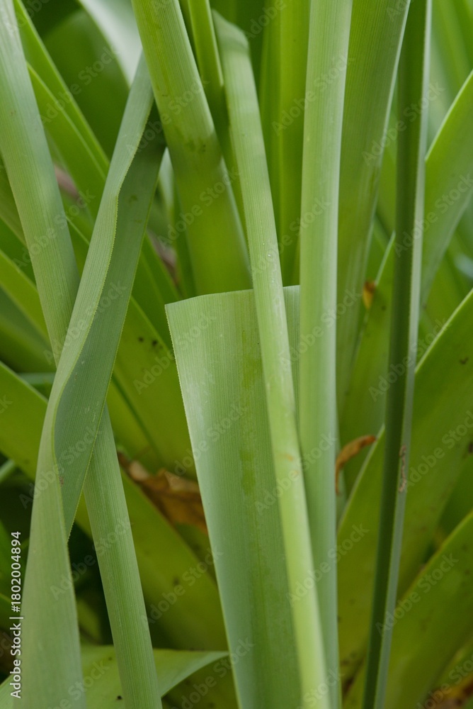 Obraz premium Plant list 2025 - Kniphofia northiae (Giant red hot poker)