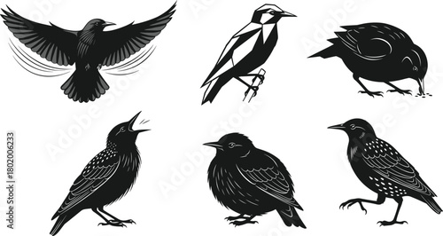 Black starling bird illustration set featuring geometric, detailed, and dynamic poses, diverse vector designs for wildlife art, nature graphics, creative projects, and decorative elements