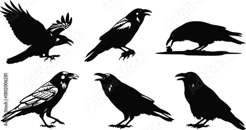 Detailed crow silhouette vector illustration set featuring flying, standing, calling, and feeding poses, high-quality wildlife design elements for nature artwork, creative projects, 