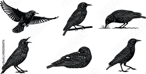Realistic starling bird silhouette illustration set featuring flying, perched, feeding, singing, and resting poses, detailed vector artwork for wildlife design, nature graphics, 