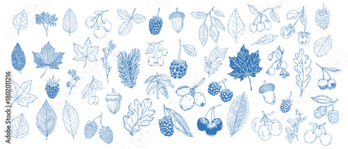 Hand drawn autumn botanical collection with detailed leaves, berries and acorns for seasonal design use