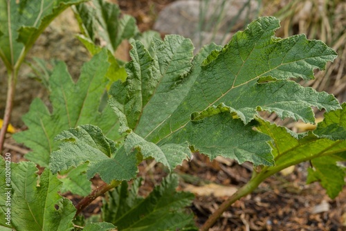 Plant list 2025 - Gunnera manicata (Giant rhubarb)