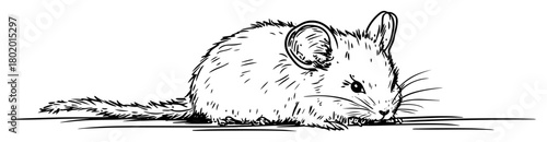 cute chinchilla rodent sitting vector sketch fine lines in ink engraving style