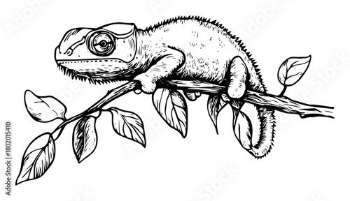 chameleon on branch hand drawn vector sketch fine lines in ink engraving style