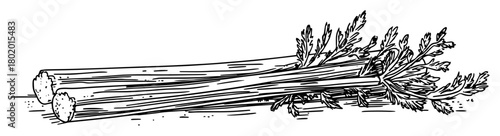 fresh rhubarb stalks hand drawn vector sketch fine lines in ink engraving style