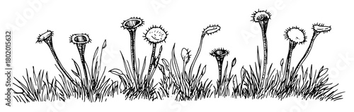 dandelion meadow plants vector sketch fine lines in ink engraving style