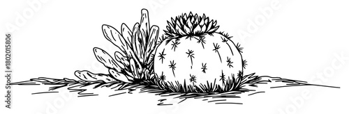 round cactus and succulents vector sketch fine lines in ink engraving style