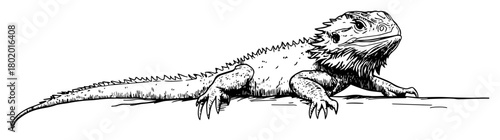 bearded dragon lizard hand drawn doodle sketch vector laser engraving