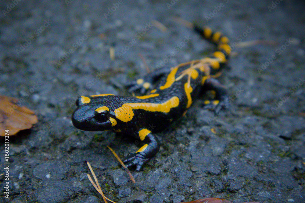 Fototapeta premium The photo shows a fire salamander — a black amphibian with striking yellow-orange spots and stripes across its body. It is lying on wet asphalt.