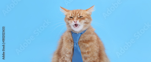Funny ginger cat in a tie with a grimace looks forward on a blue background with a large copy space. Concept: office humor, stress, Monday, business, advertising, corporate.