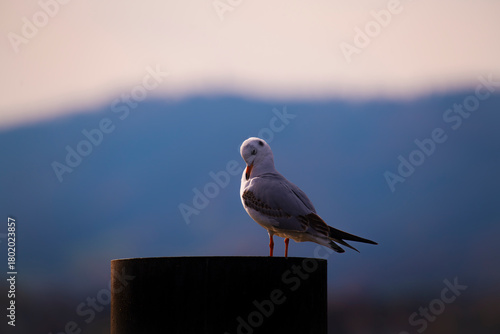 Soft morning light illuminating perched gull