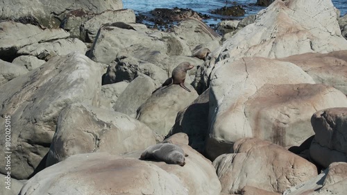 A group of seals are laying on bright rocks on a sunny day by the water. one is just warming up while looking at the sun, while another is climbing on a rock. a 4K video clip, Kaikoura, New Zealand.