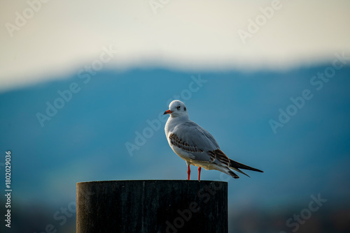 Solitary gull resting on quiet perch