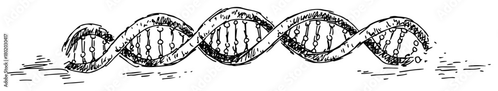 Obraz premium dna double helix sketch hand drawn